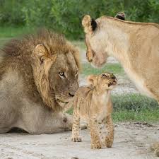 Wild Geography On Instagram Family Photo By Mattmurrayphotography Wildgeography Big Animals Large Cats Wildlife Cute Animal Pictures