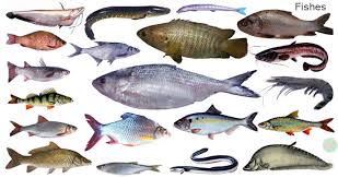 Fish Names Pictures Fish Vocabulary Necessary Vocabulary Necessary Vocabulary