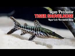 Image result for ikan