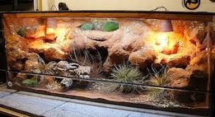 10 Inspiring Bearded Dragon Cage Setup And Decor Ideas Bearded Dragon Terrarium Bearded Dragon Cage Bearded Dragon Vivarium