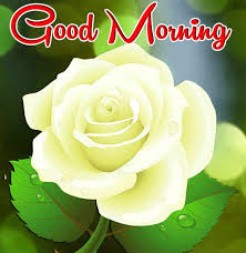 Maybe you would like to learn more about one of these? 40 Good Morning Roses Pictures