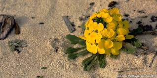 Maybe you would like to learn more about one of these? A Guide To Colorado Wildflowers Wildflower Season