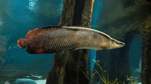 Image result for Heterotis