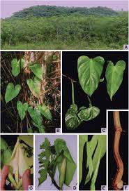 Check out our tips on how to care for and grow your philodendron brasil. Philodendron Luisae Araceae A New Species From Rio De Janeiro State Brazil Springerlink