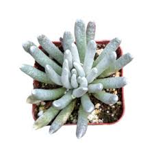 Image result for Senecio sp.no.1