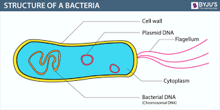 Bacteria Definition Structure Diagram Reproduction