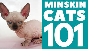 Minskin cats have boston roots. The Minskin Cat 101 Breed Personality Youtube