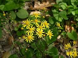 Image result for Senecio spartareus