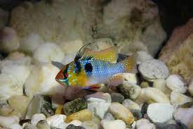 Maybe you would like to learn more about one of these? German Blue Ram Complete Guide The Perfect Community Cichlid Fishkeeping World