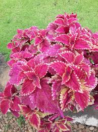 Image result for Coleus lasianthus