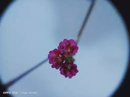 Image result for Boerhavia