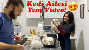 Yeni Kedi Ailesi Videosu Kayip Kisim Anne Kedi Baba Kedi Ve Bebek Kediler Inanoglu Konusankedi Youtube