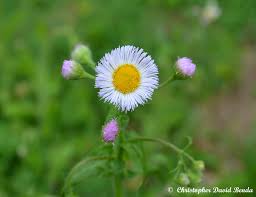 Image result for Erigeron schimperi