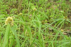Image result for Kyllinga erecta