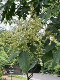 ムクロジ の 花