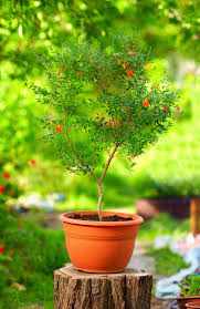 Rainbow Chili Bonsai Growing Kit Lil Plot