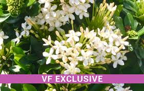 Image result for Ixora praetermissa