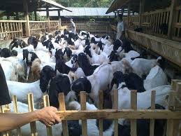 Pelatihan Ternak