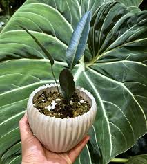 Image result for Periglossum