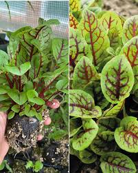 Ponnanganni keerai leaves are dried and ground into very fine powder. Saranya S Garden Plants Seeds Sale Posts Facebook