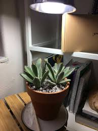 Basic how to on sowing, and growing cactus from seed. Ask A Question Forum Accidentally Watered Succulents Immediately After Repotting Among Other Things Garden Org