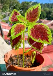 Image result for Coleus scutellarioides