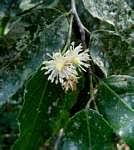 Image result for Achariaceae