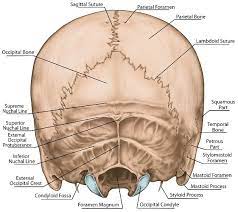 In the human skull, the neurocranium includes the calvaria or skullcap. Occipital Bone The Definitive Guide Biology Dictionary
