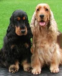 The American Cocker Spaniel Is A Breed Of Sporting Dog It Is A Spaniel Type Dog That Is Closely Related To The Engli Chiot Cocker Photo Chien Chiens Et Chiots