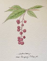 Common Chokecherry