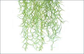 Xeric air plants inhabit dry areas and look fluffier and can survive severe dryness by only absorbing the water from the fog. Air Plant Care Guide Growing Information Tips Proflowers Blog