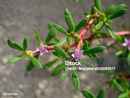 Image result for Sesuvium portulacastrum