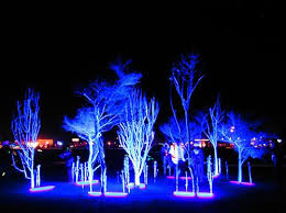 Blacklight Forest Photo Forest Photos Photo Colorful Landscape
