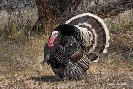 The wild turkey (meleagris gallopavo) is an upland ground bird native to north america, one of two extant species of turkey, and the heaviest member of the order galliformes. P4270189 Wild Turkey Portrait Male Displaying Nice 2100x1400 Music Of Nature