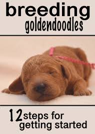 Our pups do not shed and are compatible with most families who have moderate allergies. 12 Steps To Getting Started Breeding Goldendoodles Timberidge Goldendoodles