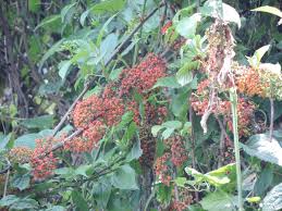 Image result for Scepocarpus