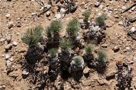 Image result for Gethyllis