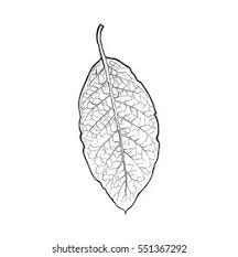 Hand Drawn Dry Tobacco Leaf Sketch Stock Vector (Royalty Free) 551367292 |  Shutterstock