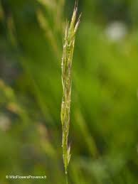 Image result for Hyparrhenia gazensis