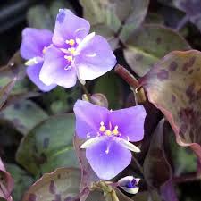 Image result for Tinnea galpinii