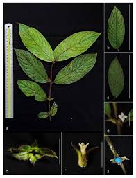 Image result for Lasianthus