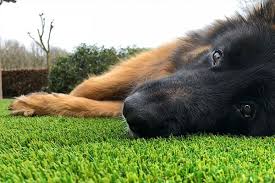 Find local 50 artificial grass installers near you. Is Artificial Grass Dog Friendly Super Dog Turf