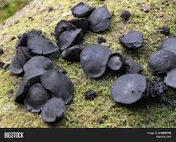 The fungus (disease) has gotten much worse and now i see it starting on another tree. Black Bulgar Fungus On Image Photo Free Trial Bigstock