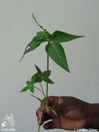 Image result for Spigelia anthelmia