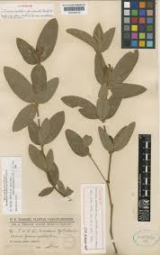 Image result for Eriosema flexuosum