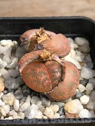 Image result for Lithops lesliei