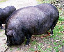 Schweine können mehr als wurst und schnitzel: Hausschwein Wikipedia