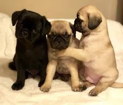 All of our beautiful fur babies are up to date on. Pin On Animals