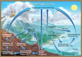 The Nitrogen Cycle Article Ecology Khan Academy