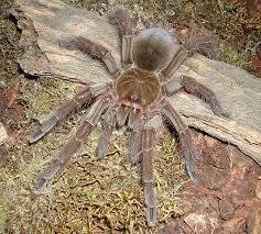 goliath birdeater by mrrourke on deviantart spider tarantula beautiful spider